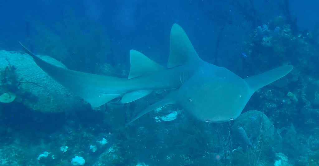 Nurse Shark copyright Kevin Roby Ikelite Underwater Systems