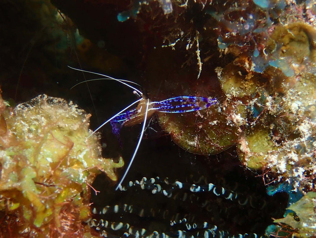 Shrimp copyright Kevin Roby Ikelite Underwater Systems