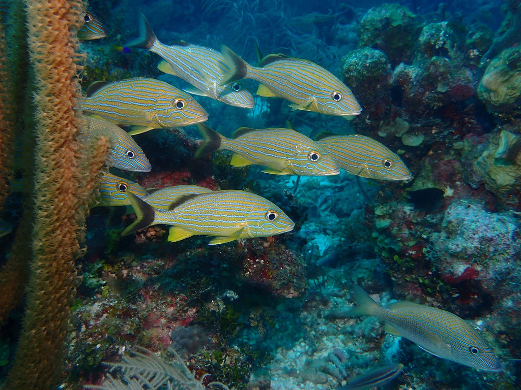 Striped Fish copyright Kevin Roby Ikelite Underwater Systems