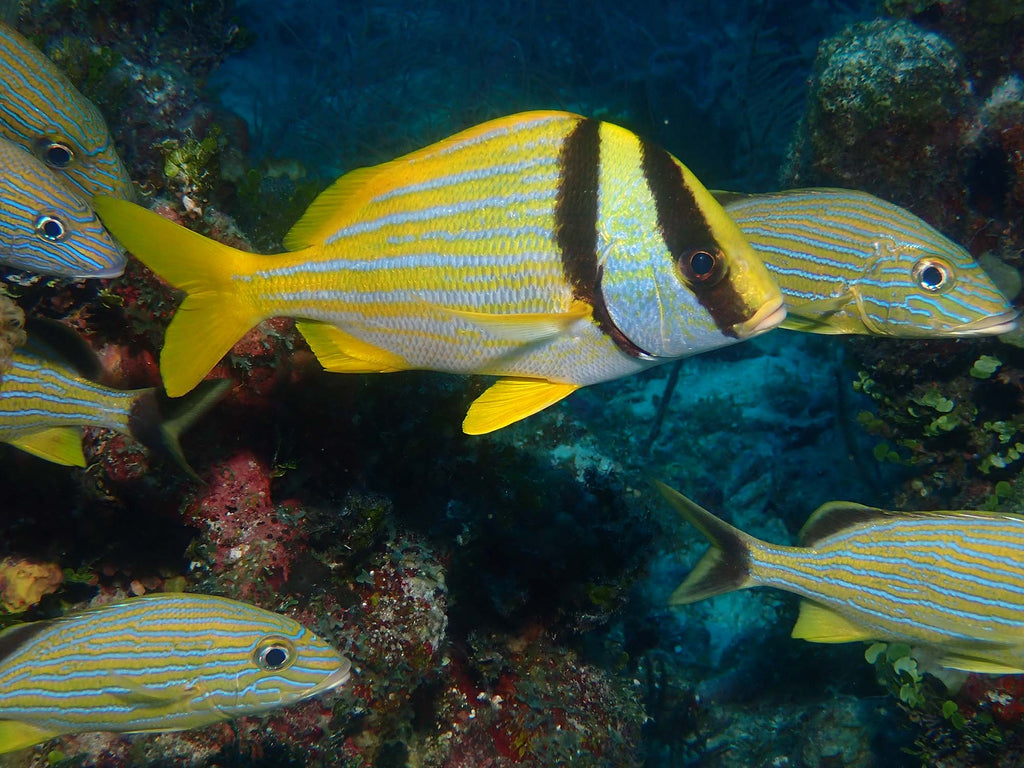 Yellow Fish copyright Kevin Roby Ikelite Underwater Systems