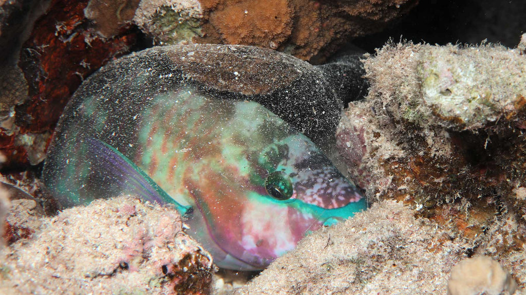 Sleeping Parrotfish Photo Copyright Laurent Leard in Ikelite Housing