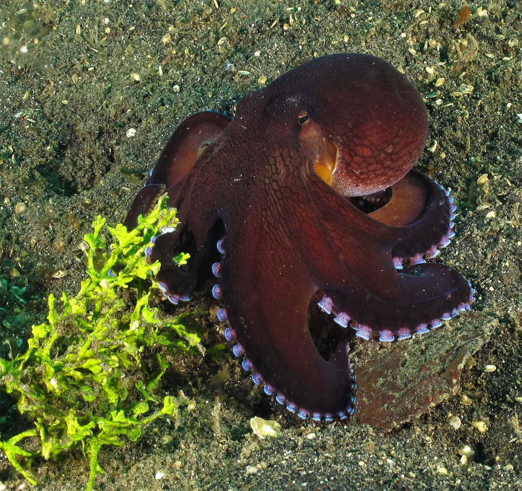 Les Rotkiewicz Octopus 04