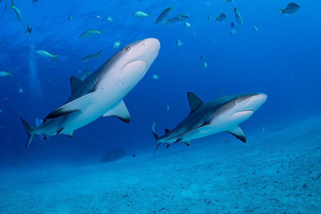 lior berman pair of reef sharks taken with ikelite housing