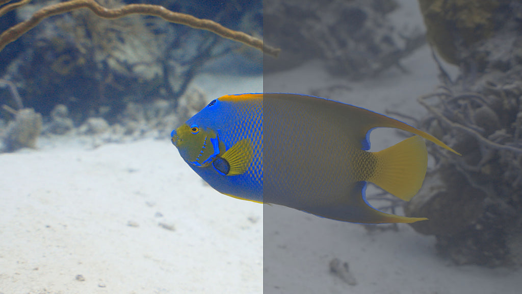 Log Underwater Footage Out of the Camera vs Color Graded Ikelite