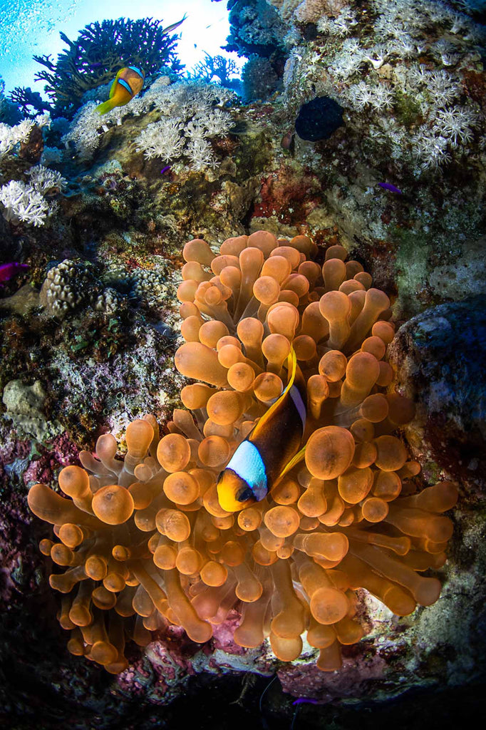 Anenomefish  in Sharm Copyright Lorenzo Terraneo Ikelite Underwater Housing DS160 Strobe