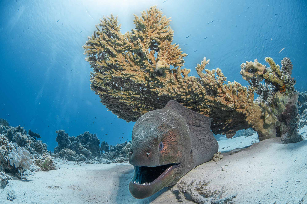 Eel in Sharm Copyright Lorenzo Terraneo Ikelite Underwater Housing DS160 Strobe
