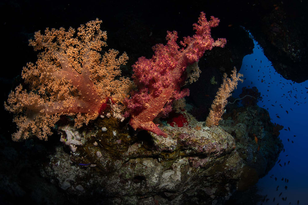Coral  in Sharm Copyright Lorenzo Terraneo Ikelite Housing and DS160 Strobe