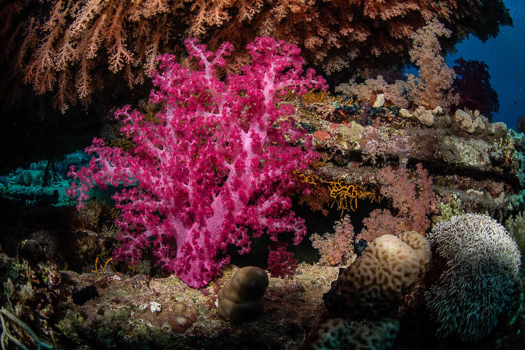 Coral  in Sharm Copyright Lorenzo Terraneo Ikelite Underwater Housing DS160 Strobe