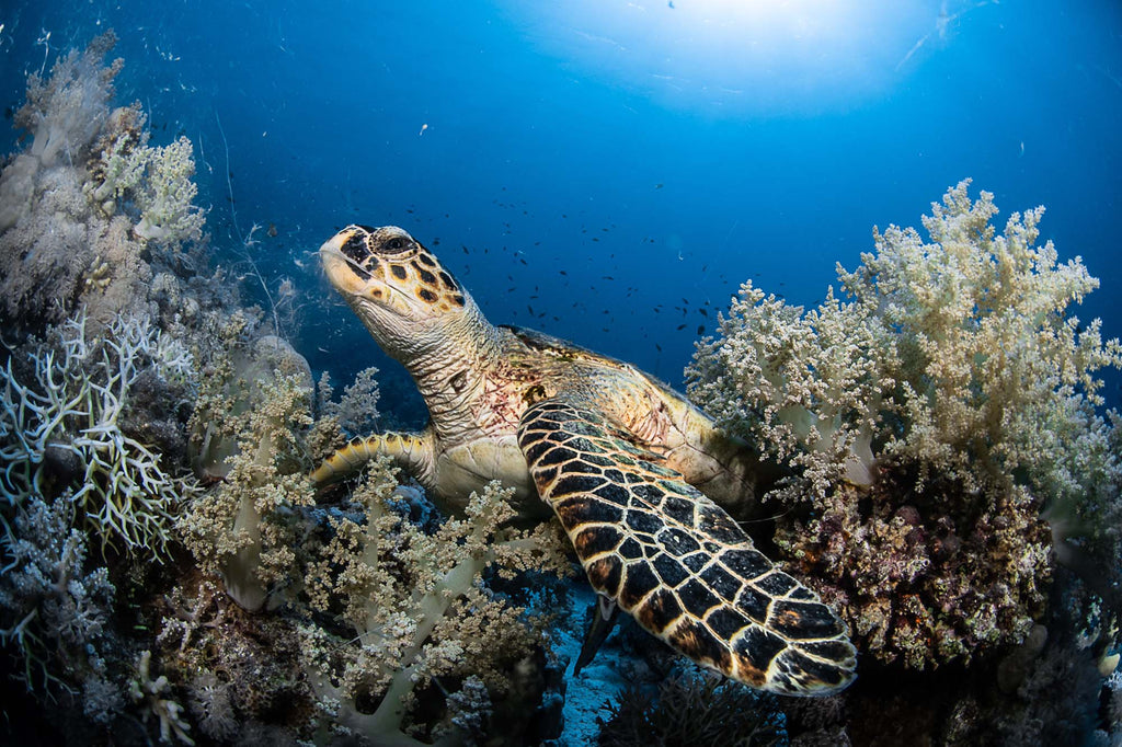 Turtle in Sharm Copyright Lorenzo Terraneo Ikelite Housing and DS160 Strobe