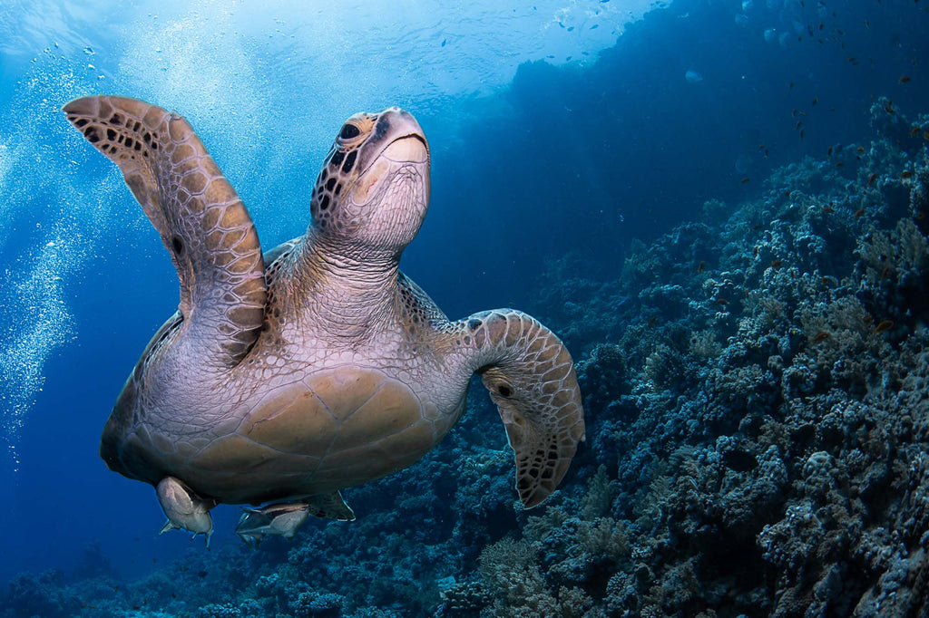 Turtle in Sharm Copyright Lorenzo Terraneo Ikelite Underwater Housing DS160 Strobe