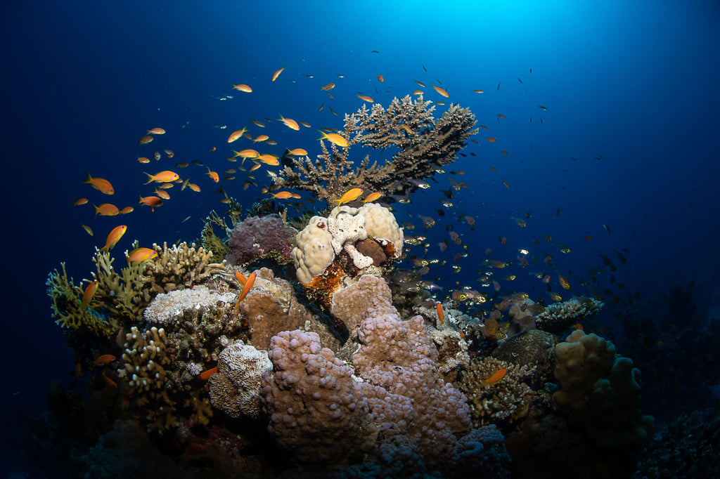 Coral Reef in Sharm Copyright Lorenzo Terraneo Ikelite Housing and DS160 Strobe