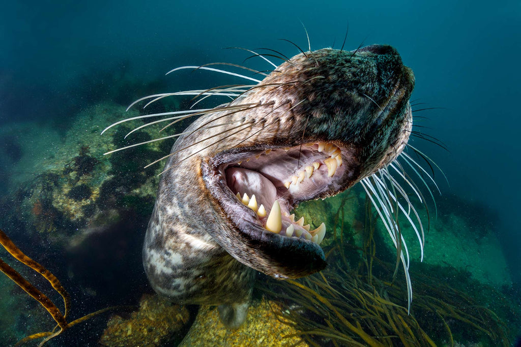 Grant Thomas Seal Teeth