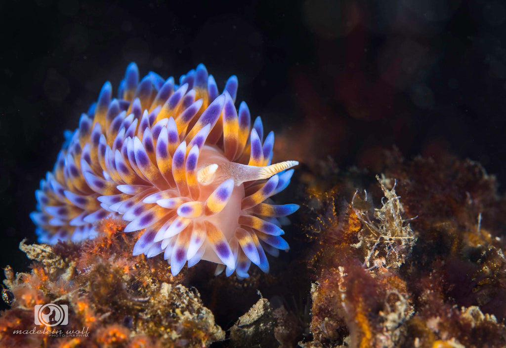 madelein wolf nudibranch image taken with ikelite underwater housing