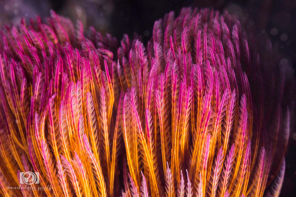 dip dye fan worm by madelein wolf taken with ikelite underwater housing