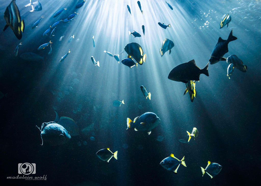 rays of light by madelein wolf taken with ikelite underwater housing