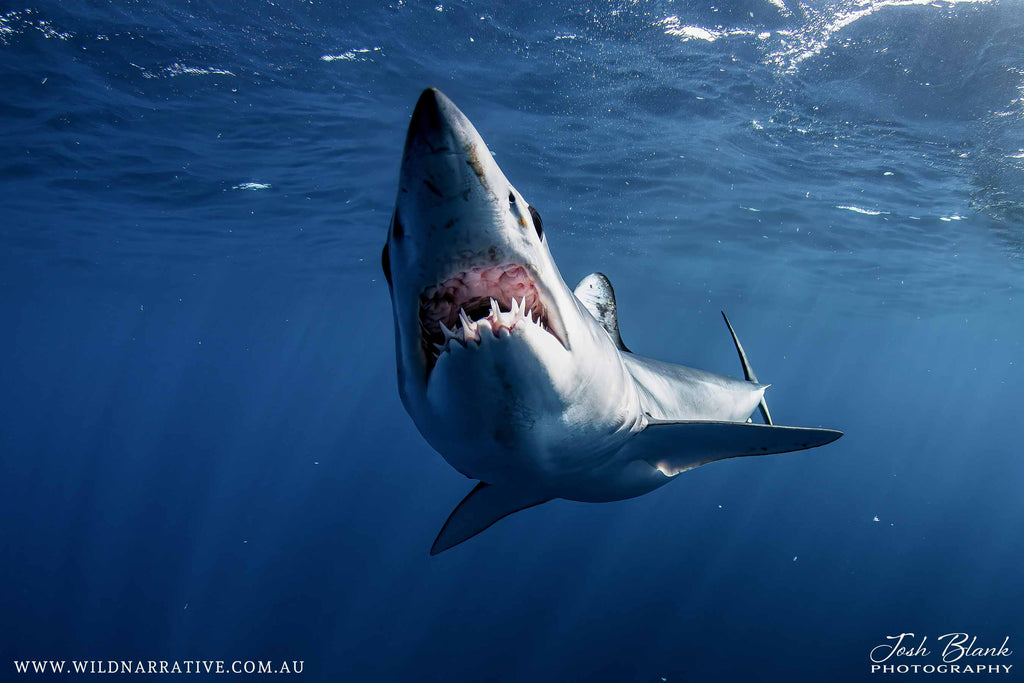 Mako Shark Feeding Copyright Josh Blank Ikelite Underwater Housing