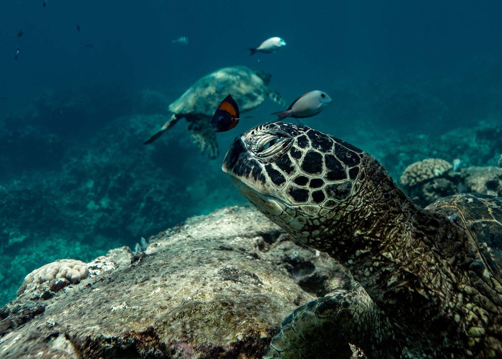 manny isbell turtle photo taken with ikelite underwater housing