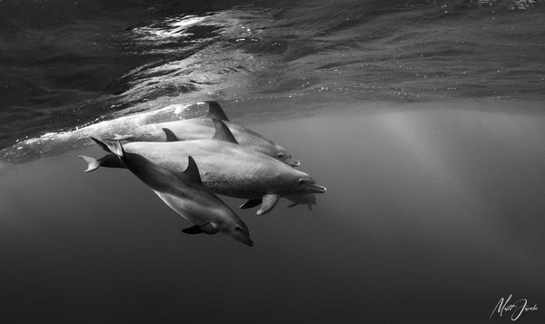 Dolphins in the Red Sea by Matt Jacobs Ikelite Panasonic GH5