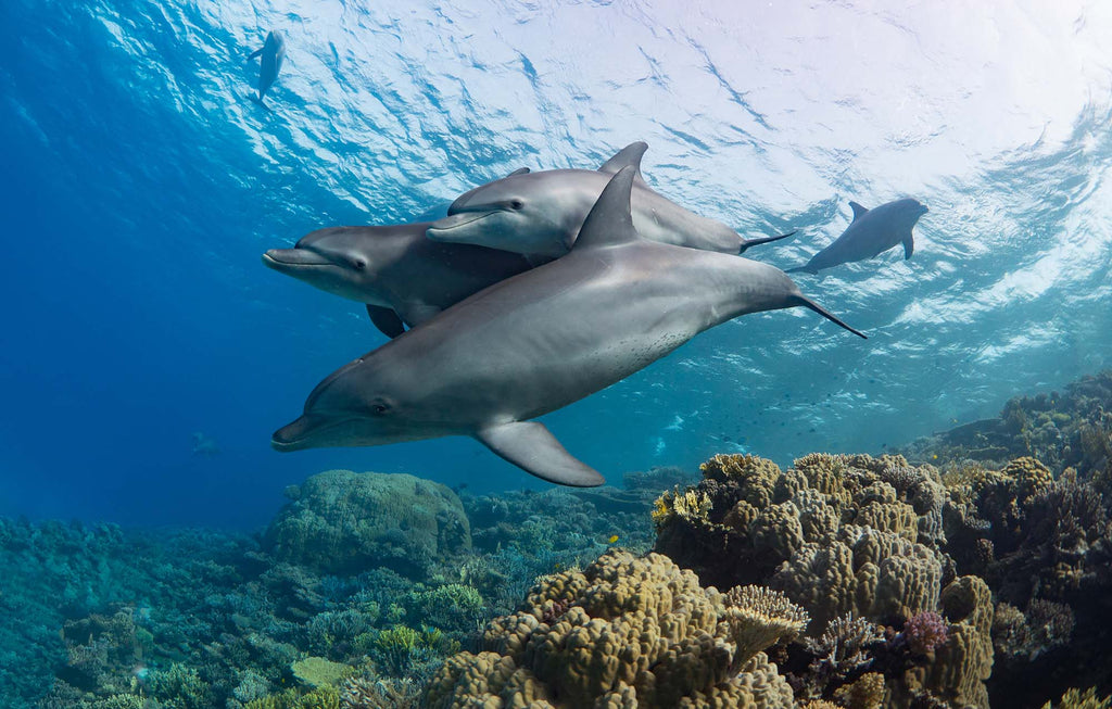 Dolphins in the Red Sea Copyright Matt Jacobs Ikelite Underwater Housing