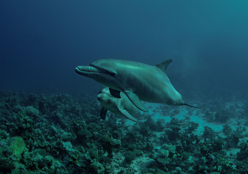 Dolphins in the Red Sea Copyright Matt Jacobs Ikelite Underwater Housing