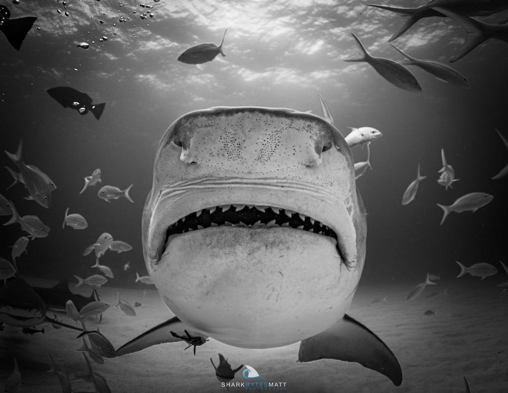 matt marchant shark image taken with canon r5 camera inside an ikelite underwater housing