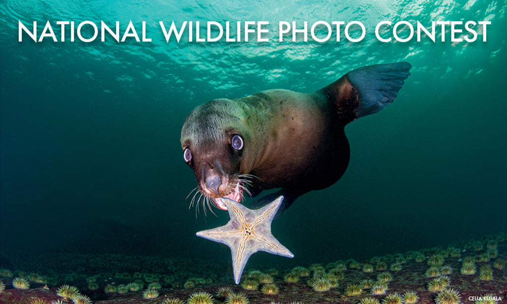 National Wildlife Photo Contest