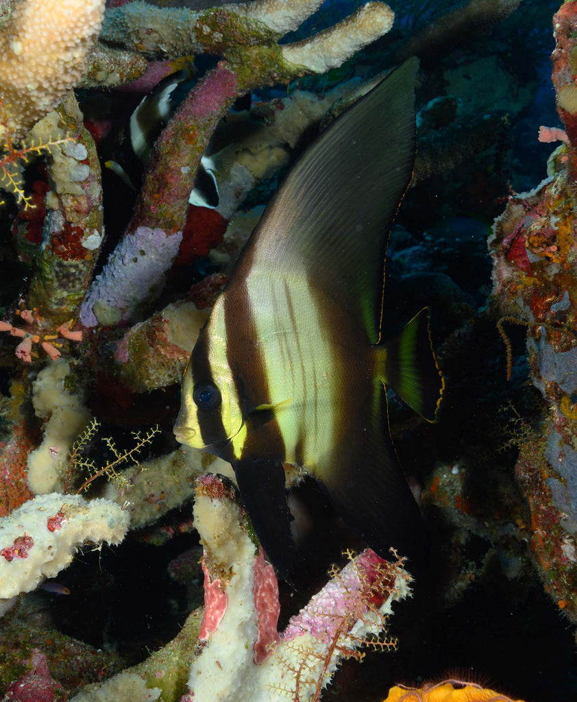 Juvenile Batfish  with Nikon Z 14-30mm f/4 S Lens in Wakatobi copyright Steve Miller Ikelite Underwater Housing