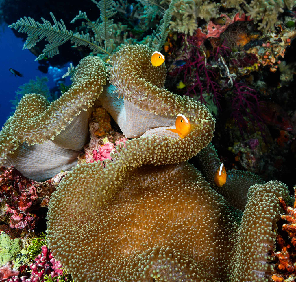 Clownfish with Nikon Z 14-30mm f/4 S Lens in Wakatobi copyright Steve Miller Ikelite Underwater Housing