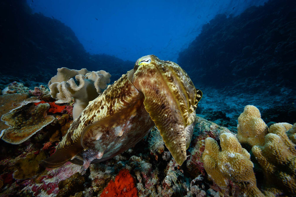 Cuttlefish  with Nikon Z 14-30mm f/4 S Lens in Wakatobi copyright Steve Miller Ikelite Underwater Housing