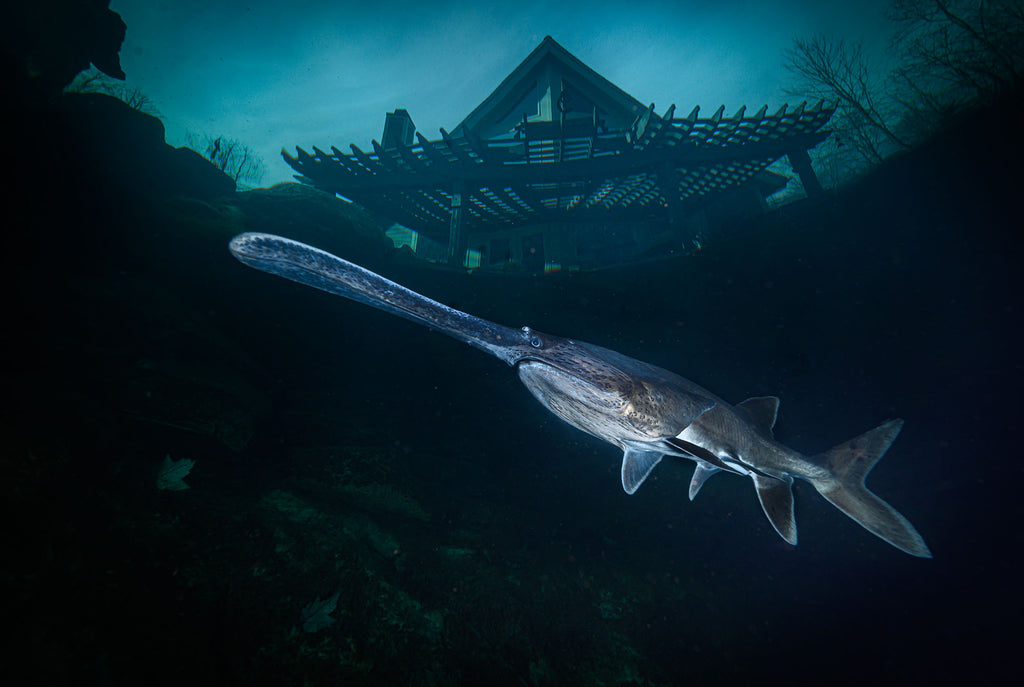 Paddlefish  with Nikon Z 14-30mm f/4 S Lens in Wakatobi copyright Steve Miller Ikelite Underwater Housing