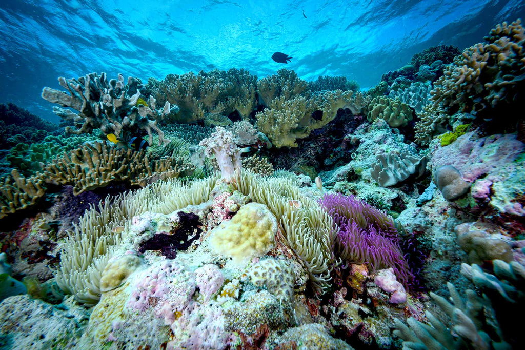 Reefscape  with Nikon Z 14-30mm f/4 S Lens in Wakatobi copyright Steve Miller Ikelite Underwater Housing