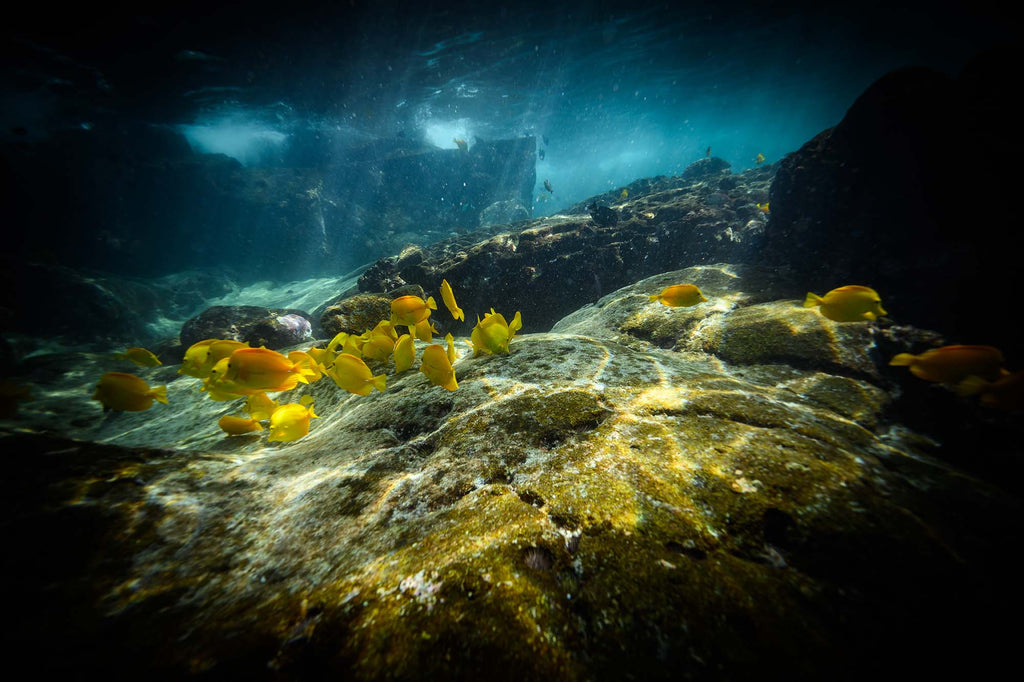 Schooling Yellow Tang  with Nikon Z 14-30mm f/4 S Lens in Wakatobi copyright Steve Miller Ikelite Underwater Housing