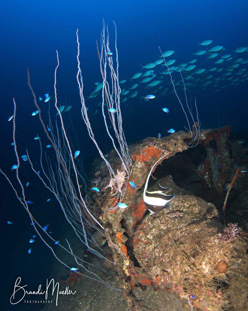 Nikon 8-15mm Fisheye Underwater Photo Brandi Mueller