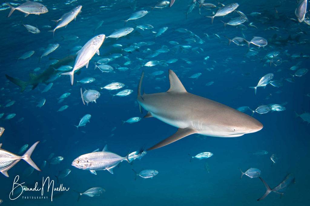 Nikon 8-15mm Underwater Photo by Brandi Mueller