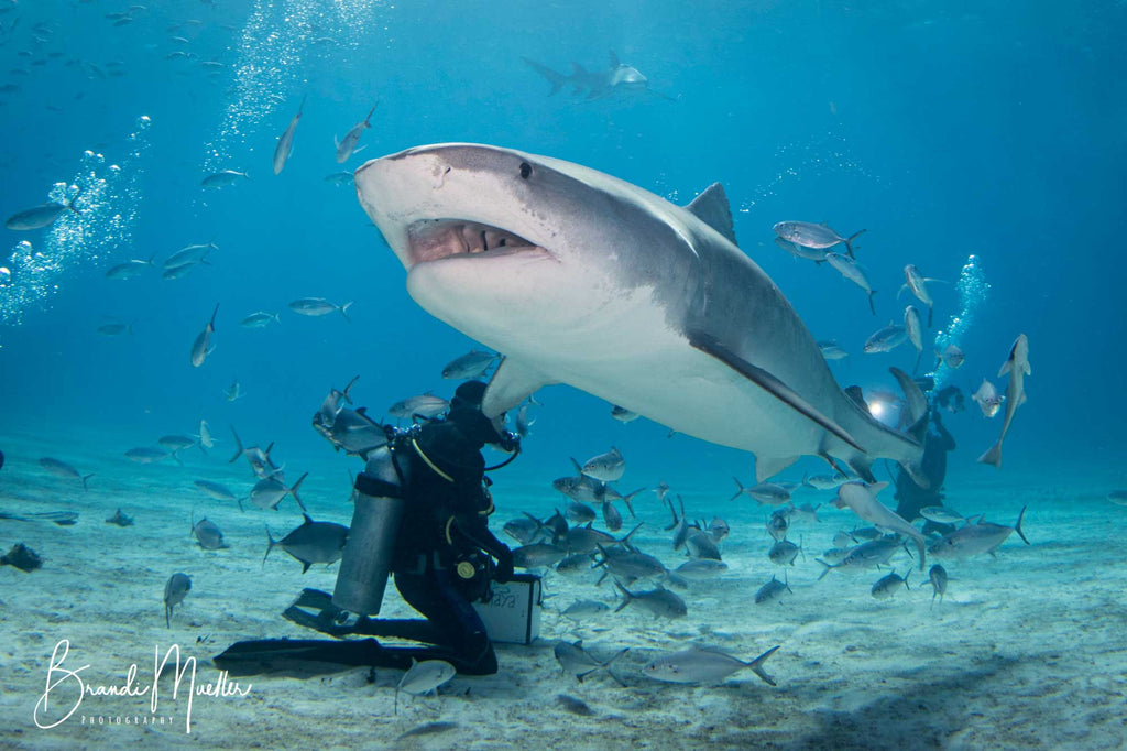 Nikon 8-15mm Underwater Photo by Brandi Mueller