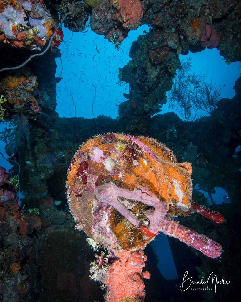 Nikon D850 Underwater Photo by Brandi Mueller