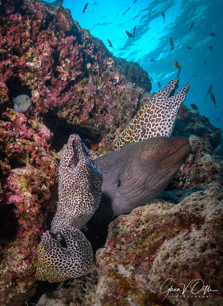 Eels by Glenn Ostle Nikon Z6 in Ikelite Underwater Housing