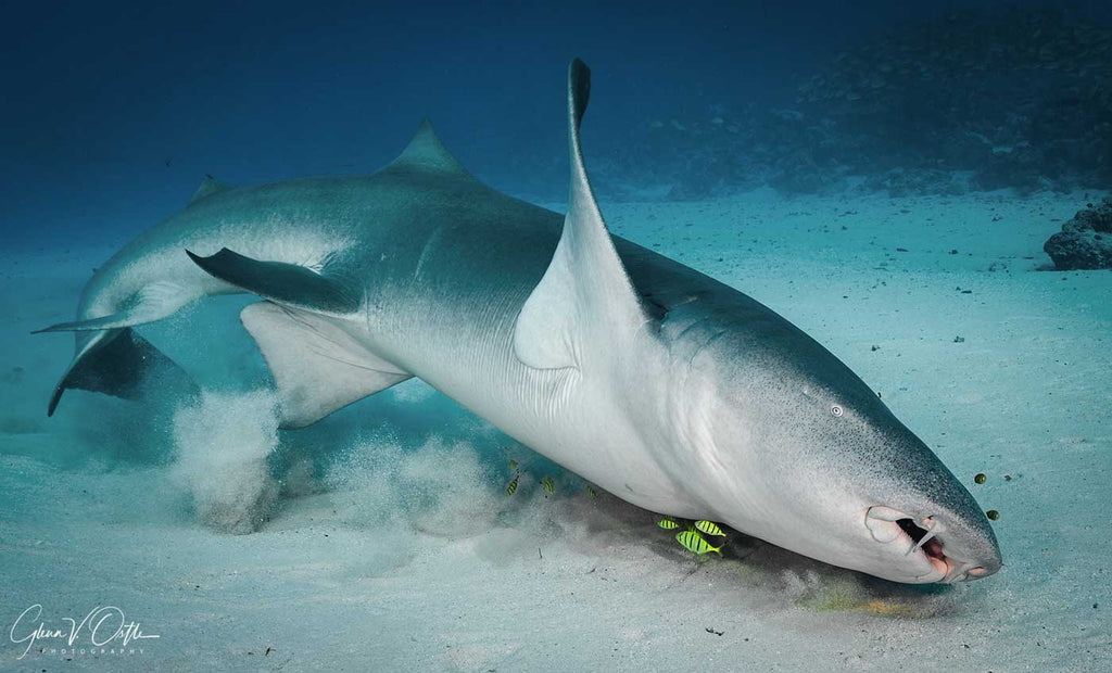 Nurse shark Glenn Ostle Nikon Z6 in Ikelite Housing