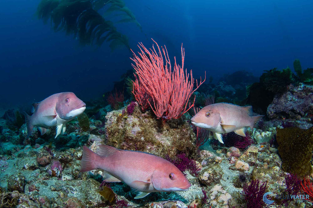 Canon R100 Underwater Photo Copyright Nirupam Nigam with Ikelite Housing & Strobes