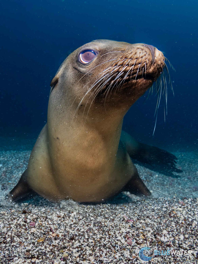 Canon R100 Underwater Photo Copyright Nirupam Nigam with Ikelite Housing & Strobes