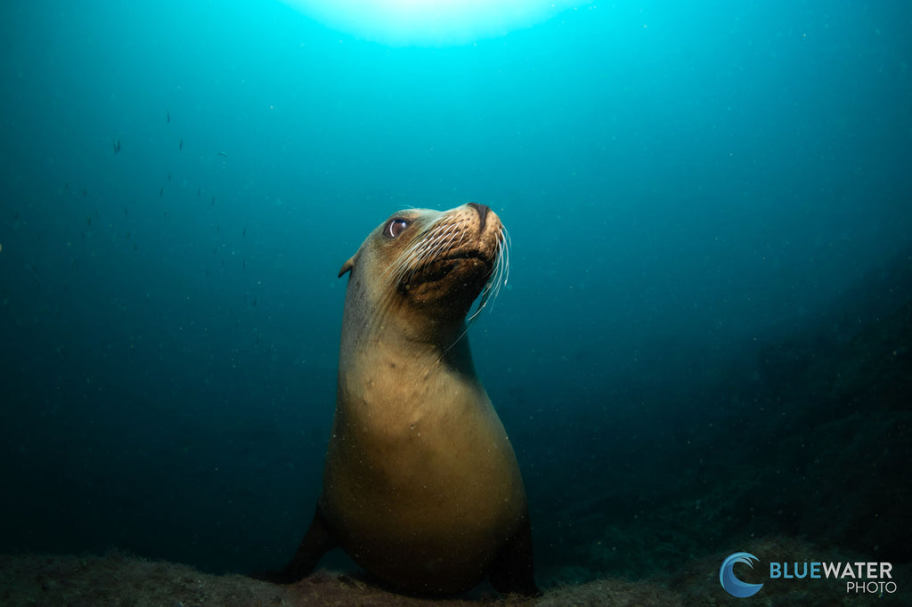 nirupam nigam canon r100 inside an ikelite underwater housing