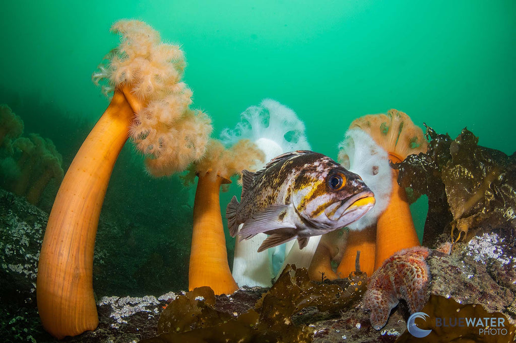 nirupam nigam canon r7 inside an ikelite underwater housing