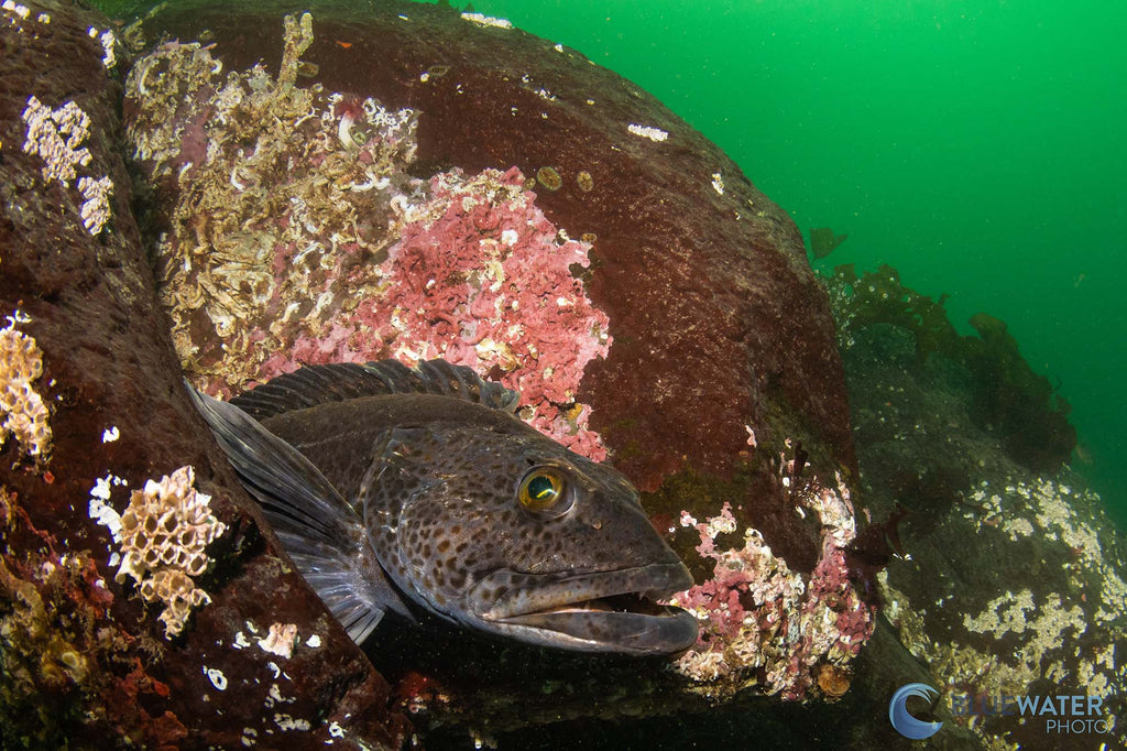 nirupam nigam canon r7 in an ikelite underwater housing