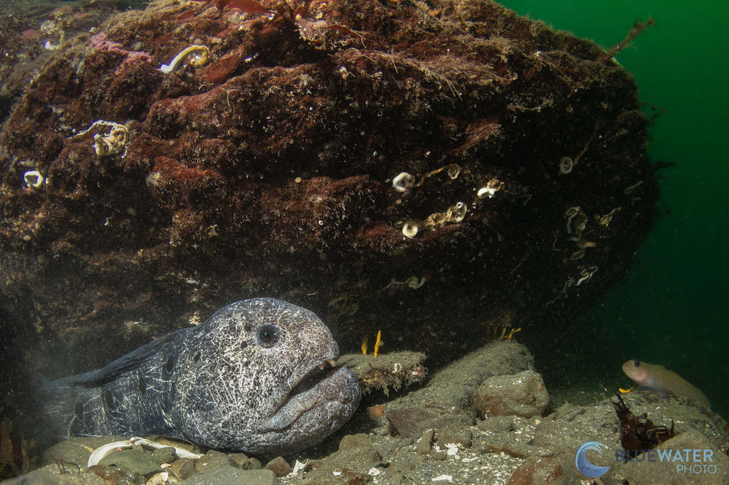 nirupam nigam canon r7 inside an ikelite underwater housing