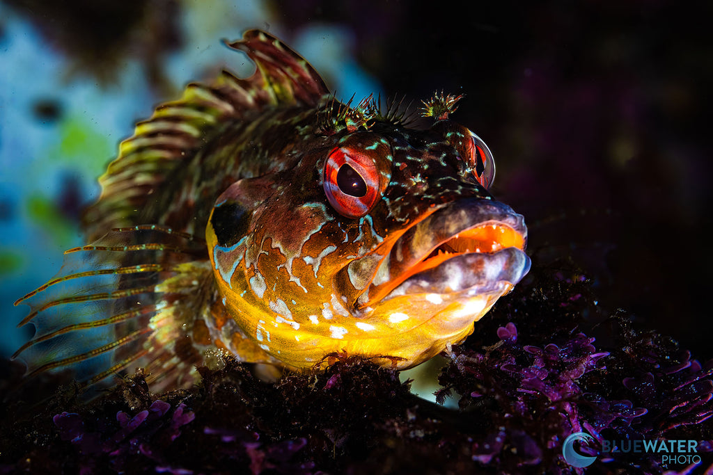 luminance taken by nirupam nigam with a canon eos r8 inside an ikelite underwater housing