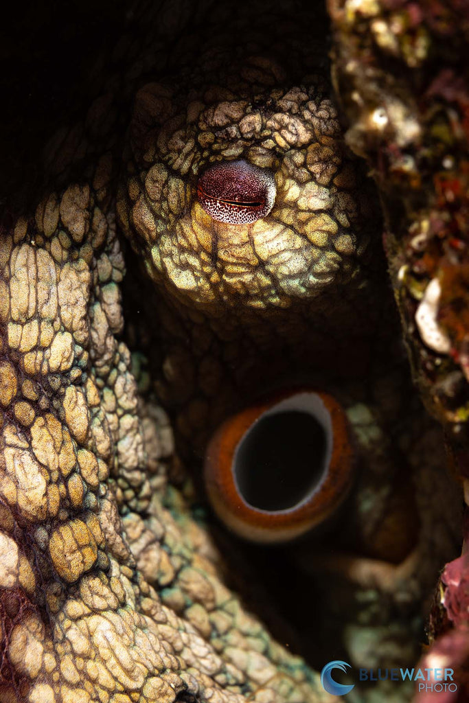 octopus image taken by nirupam nigam using a canon eos r8 inside an ikelite underwater housing