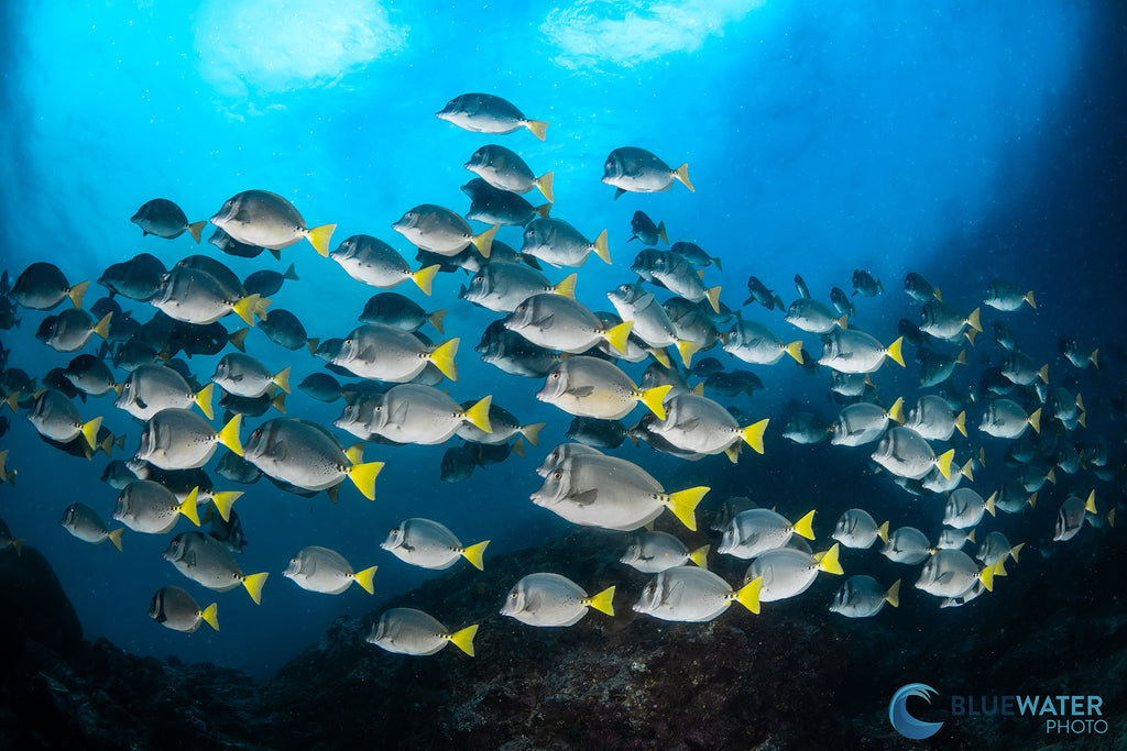 nirupam nigam school of fish taken with canon eos r8 inside an ikelite underwater housing