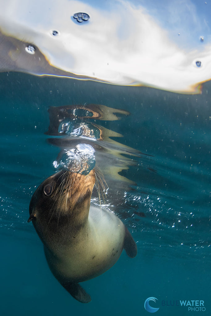 sea lion image taken by nirupam nigam with a canon eos r8 inside an ikelite underwater housing