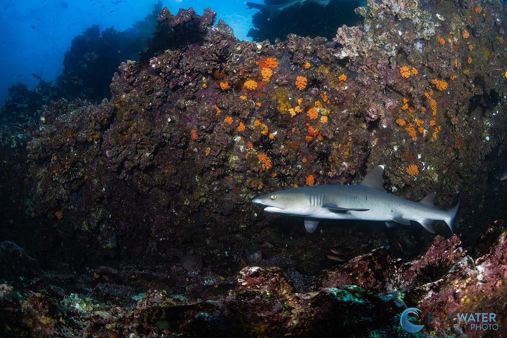 shark taken by nirupam nigam with a canon eos r8 inside an ikelite underwater housing