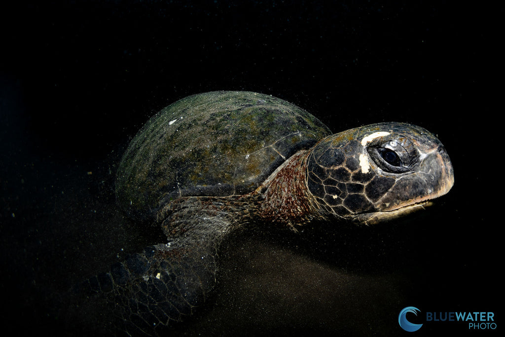 turtle with black background by nirupam nigam taken with canon eos r8 inside an ikelite underwater housing 